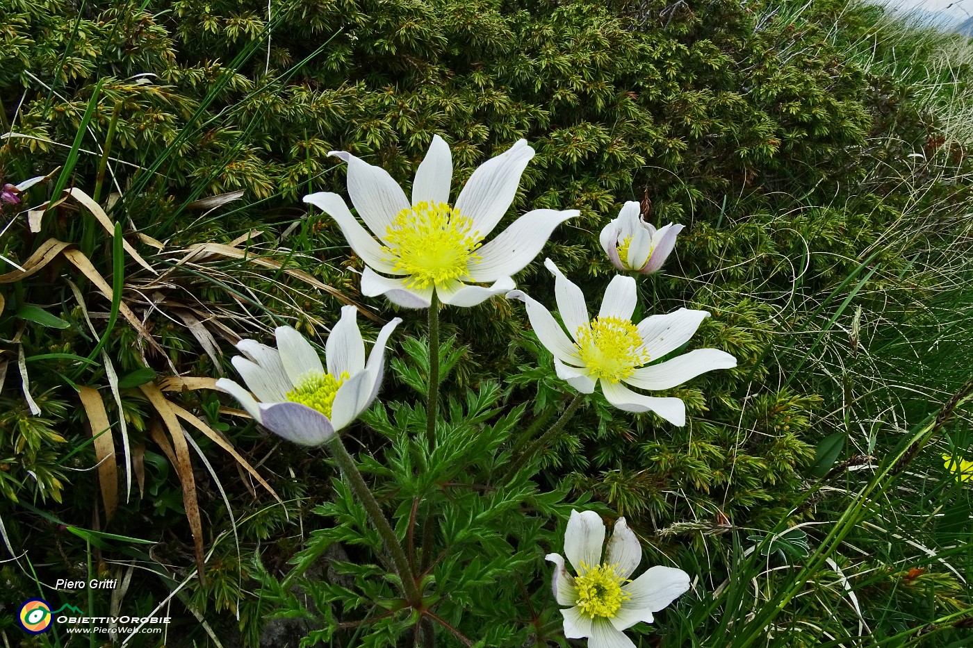 63  Anemone alpino (Pulsatilla alpina, Pulsatilla alba).JPG -                                